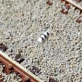 SET DE 10 PALET, MFTRAIN N83001