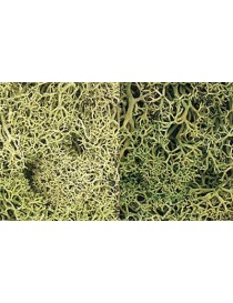 DECODER SILVER 21+ . LENZ ELEKTRONIK 10321-01 (HO) 2