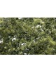 FOLLAJE PARA CREAR ARBOLES, WOODLAND SCENICS F1133