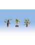 PLANTAS MEDITERRANEAS - LASER, NOCH 14023